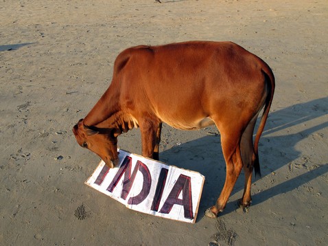 India sign with cow