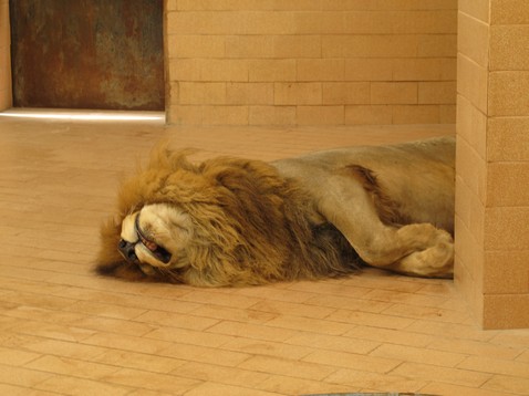 Dead lion